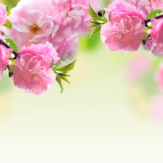 Spring COVID wallpaper