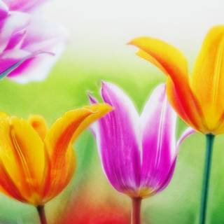May flowers wallpaper