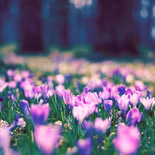 May flowers wallpaper