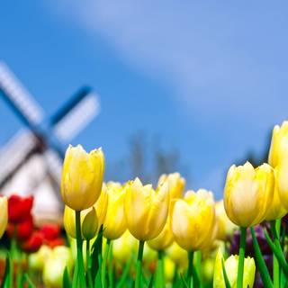 May flowers wallpaper