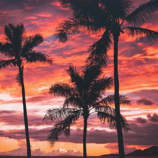 Sunsets summer wallpaper