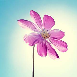 Beautiful spring flowers wallpaper