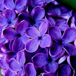 Purple mobile wallpaper