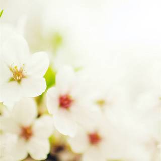 Aesthetic spring iPhone wallpaper