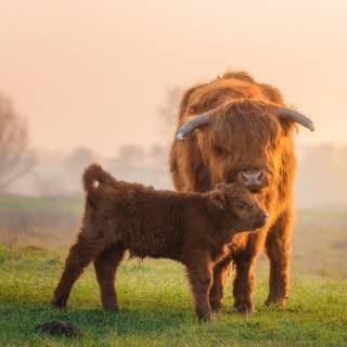 Fluffy baby cow wallpaper
