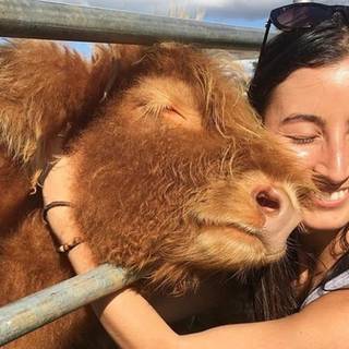 Funny highland cattle wallpaper