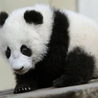 Panda bears cute wallpaper