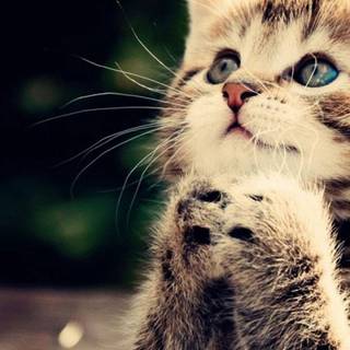 Pokémon kitten wallpaper