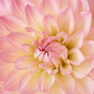 Radiant spring wallpaper