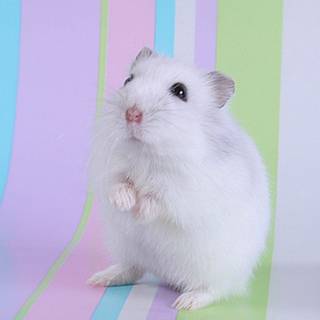 Hamster spring wallpaper