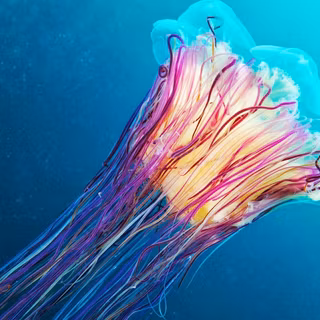 Lion's mane jellyfish wallpaper