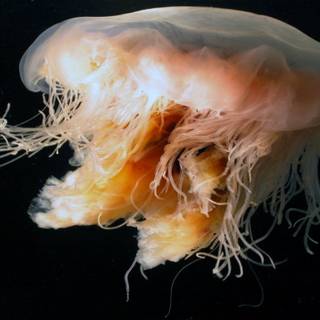 Lion's mane jellyfish wallpaper