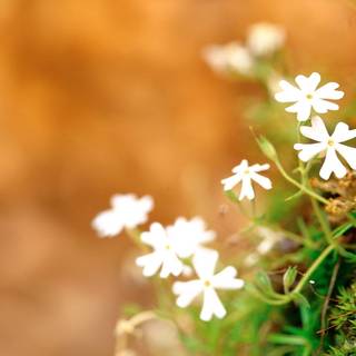 Warm spring wallpaper