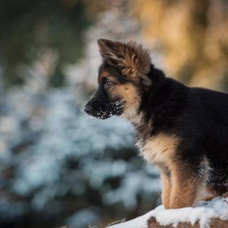 Puppy German Shepherds wallpaper
