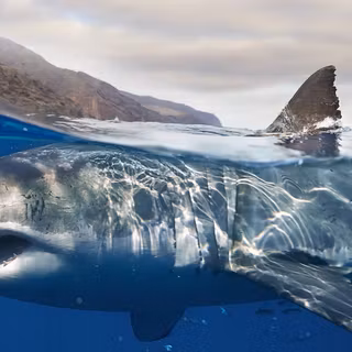 Real sharks wallpaper