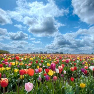 Spring flowers fields wallpaper