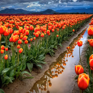 Spring flowers fields wallpaper