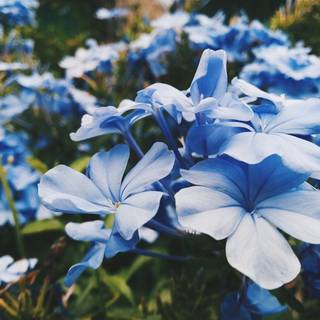 Periwinkle aesthetic wallpaper