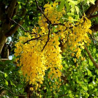 Kanikkonna wallpaper