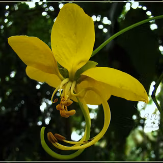 Kanikkonna wallpaper