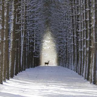 Animals in snow wallpaper