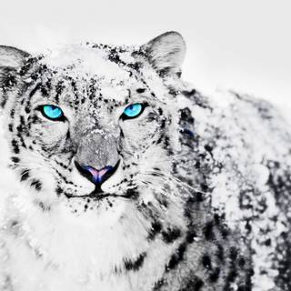 Animals in snow wallpaper