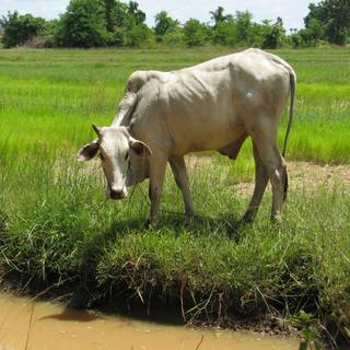 Indian cow wallpaper