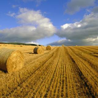 Summer agriculture wallpaper
