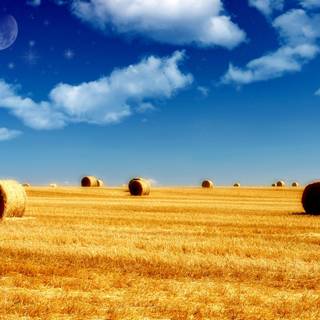 Summer agriculture wallpaper