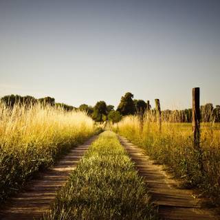 Summer agriculture wallpaper