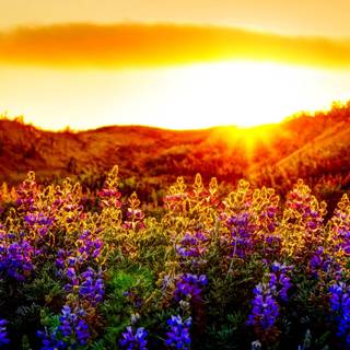 Spring sunshine sunsets wallpaper