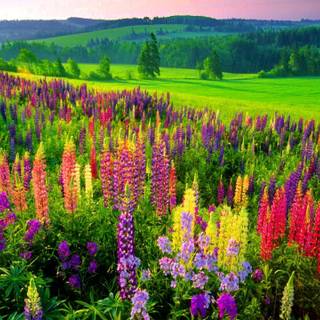 Spring medows wallpaper