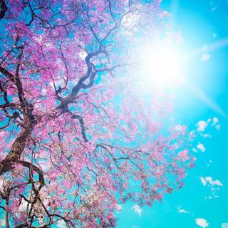 Spring sunshine sunsets wallpaper