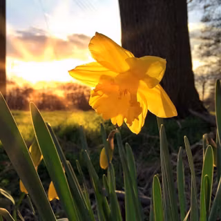 Spring sunshine sunsets wallpaper