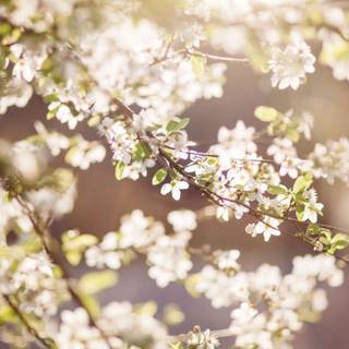 Spring white flowers wallpaper