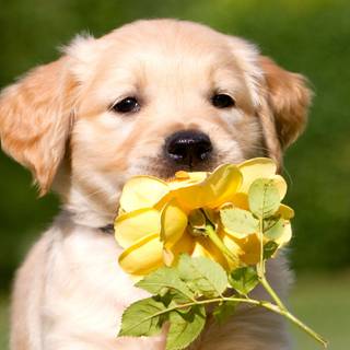 Summer Golden Retrievers wallpaper