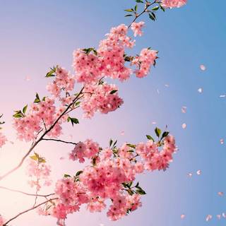 Spring pastel wallpaper
