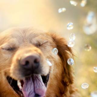 Happy dog 4k wallpaper