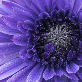 4k purple flowers wallpaper