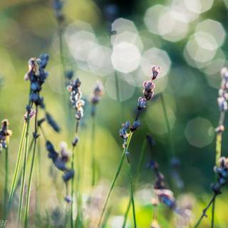 Berlin spring wallpaper