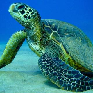 Green sea turtle wallpaper