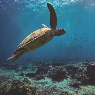 Green sea turtle wallpaper