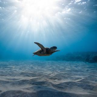 Green sea turtle wallpaper