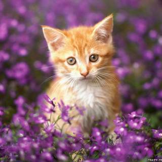 Colorful cats wallpaper
