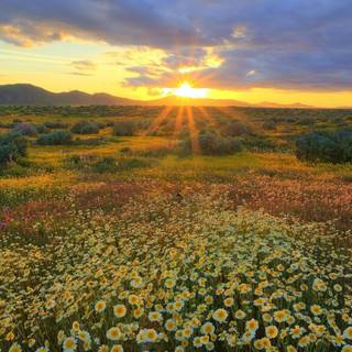 Summer sunrises wallpaper