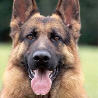 Golden Shepherd wallpaper