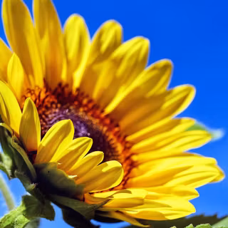 Sunflower 4k wallpaper