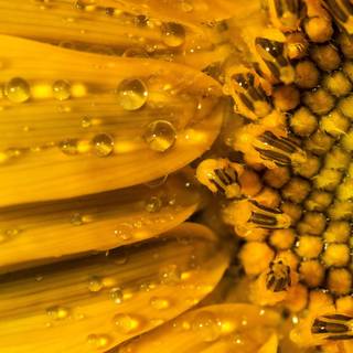 Sunflower 4k wallpaper