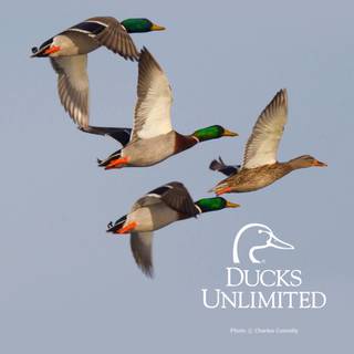 Ducks Unlimited wallpaper