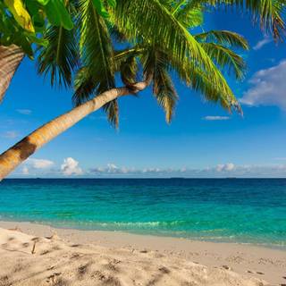 Palm beach 4k wallpaper